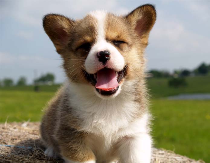 very cute puppies pictures. very cute puppies pictures.